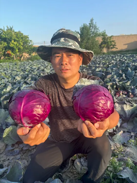 甘肃祁连山雪水浇灌紫甘蓝新鲜时令蔬菜农家种植清脆爽口包邮