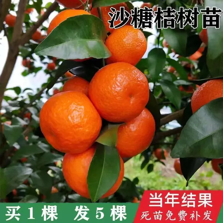 【带泥带叶】无籽沙糖桔苗无核蜜橘苗南方种植嫁接柑橘苗当年结果