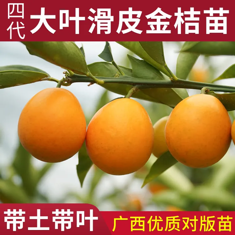 金桔苗树盆栽新品种第二三四代滑皮金桔纯甜带土叶脆蜜金桔嫁接苗