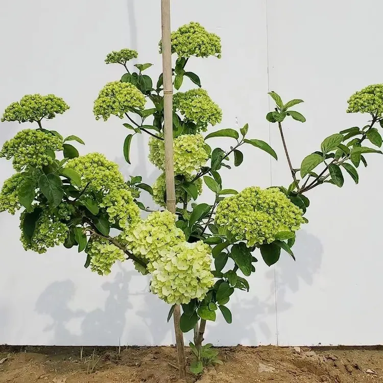 中华木绣球 斗球  当年开花 庭院阳台 绿植花卉耐寒耐热 盆栽地栽