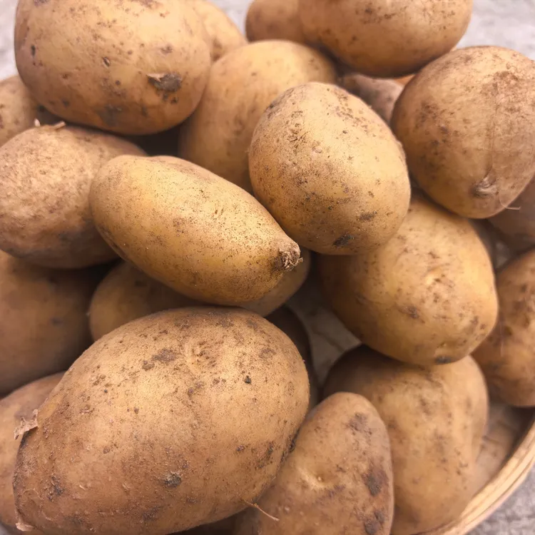 贵州威宁老品种高海拔种植黄皮黄心洋芋土豆马铃薯