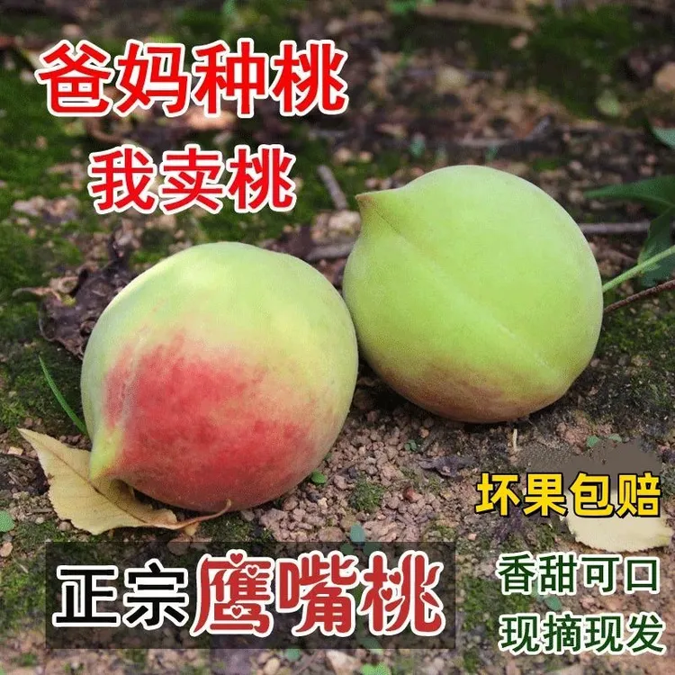 【农家直接发】正宗超甜鹰嘴桃新鲜现摘水蜜桃子脆甜非连平上坪