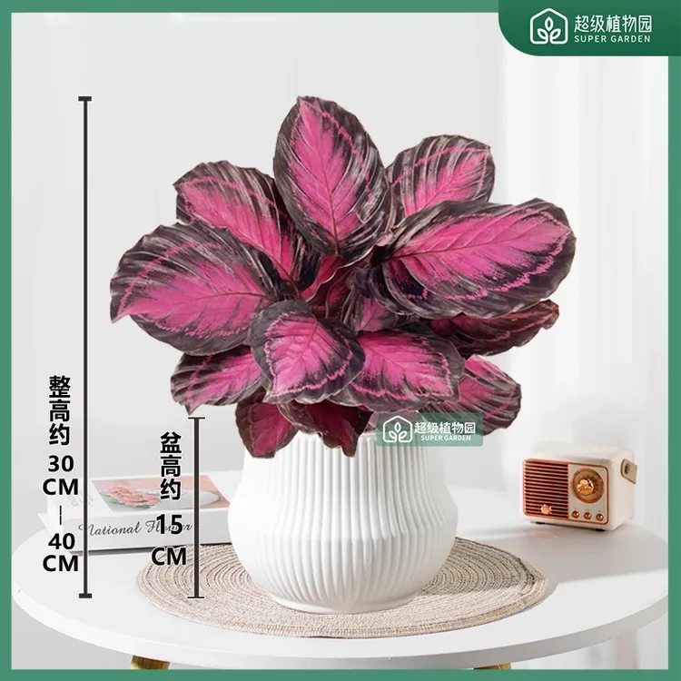 红玫瑰红美丽竹芋幸运女神盆栽室内喜阴好养植物净化空气彩叶芋