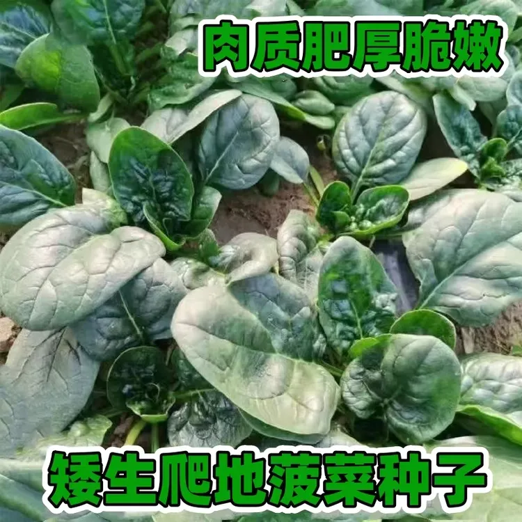 【趴地菠菜种子】家庭种植耐寒耐热阳台花盆小院种植四季种植