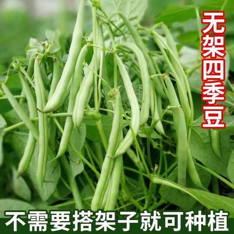 【无架四季豆】 四季老品种甜豌豆蔬菜种籽豆角脆嫩