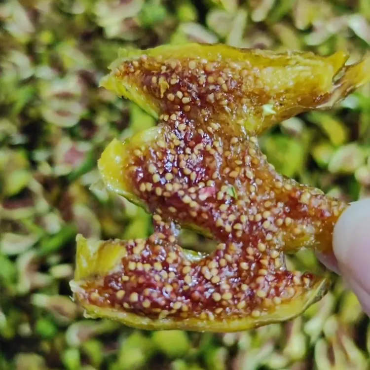 25新威海特产青皮无花果干无添加剂糖即食原味可泡茶煲汤休闲零食