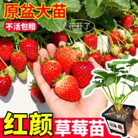 四季红颜草莓苗原土原盆大果玄玉天使ae奶油丹东99黑白红盆栽阳台