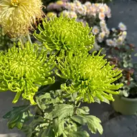 带花苞多年生菊花绿翡翠盆栽四季开花可种于室内庭院阳台