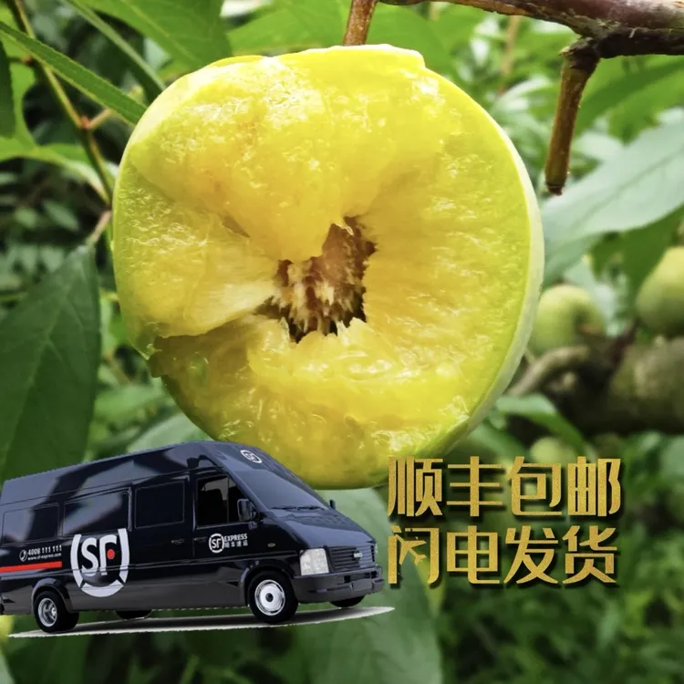 顺丰包邮重庆脱骨青脆李正宗甜脆应季鲜果谭谭儿的水果优品店