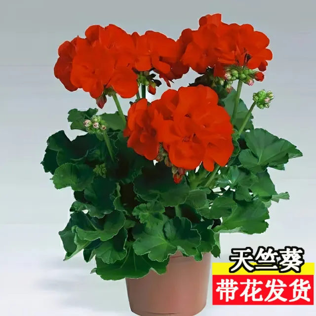 重瓣天竺葵盆栽花苗带花苞四季开花不断洋绣球苗室内阳台好养花卉