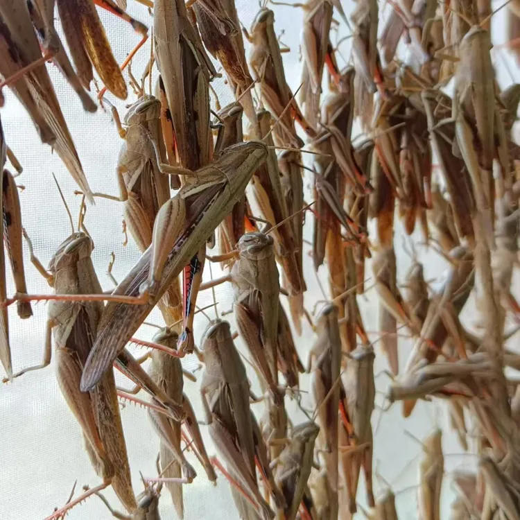 野生大只丁蜢混合500克一斤，斗鸟画眉鸟其它鸟食，高营养高蛋白质