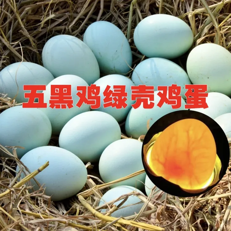五黑鸡绿壳蛋 现捡现发 新鲜便宜 散养散放