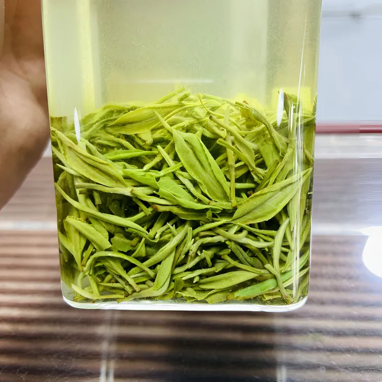 2025信阳高山毛尖  1 春茶芽叶 好喝耐泡 滋味醇厚口粮茶