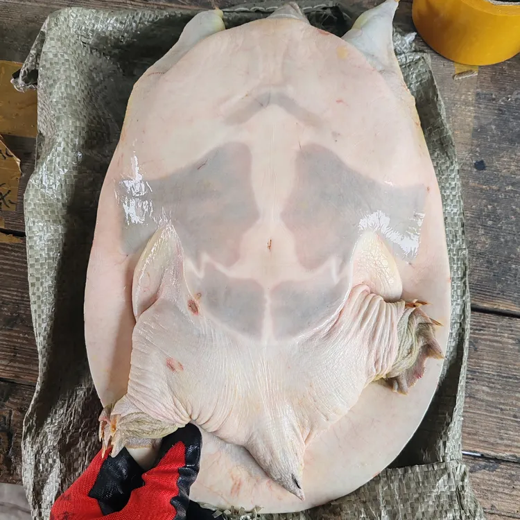 农村土甲，所见即所得，鲜活包邮！