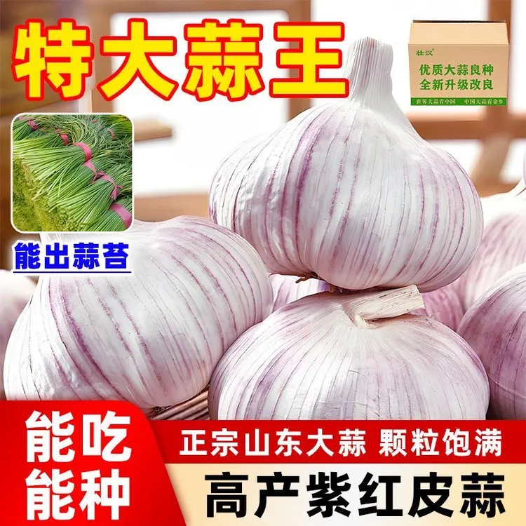 【超低价紫白皮】5斤大蒜头新鲜紫白皮蒜可种金乡自种大蒜1斤3斤