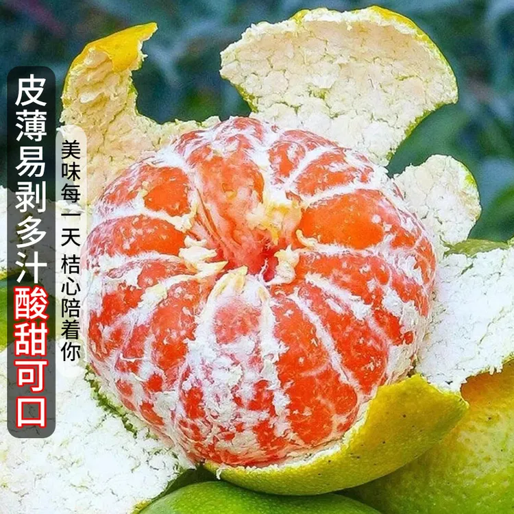 【薄皮】宜昌蜜桔酸甜青皮橘子新鲜桔子无籽蜜橘当季孕妇水果整箱