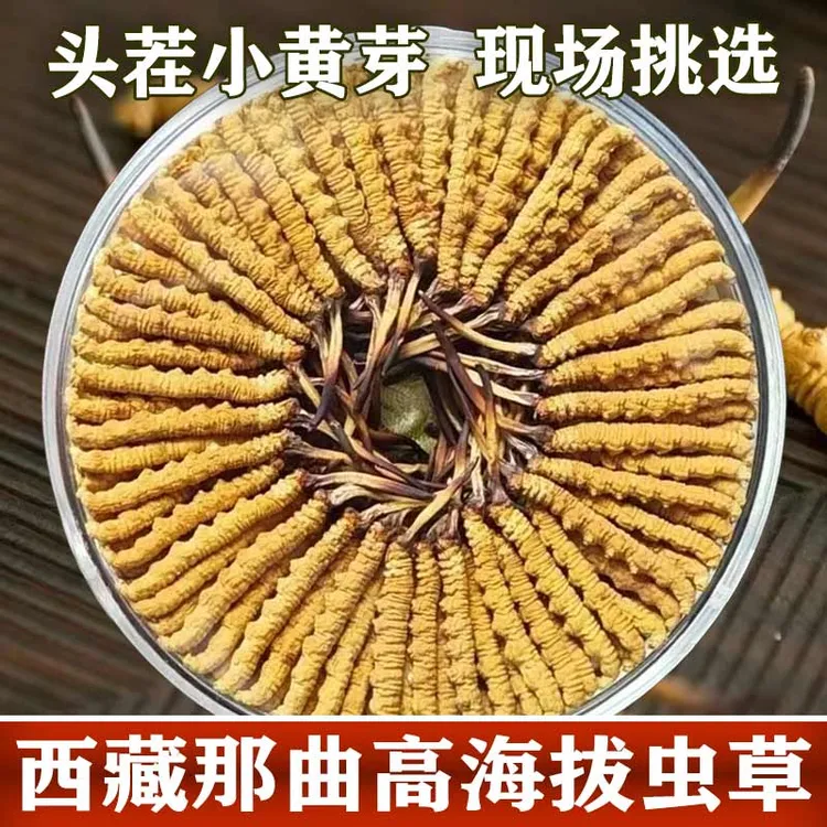 【短把小黄芽】西藏那曲高海拔冬虫夏草头期新货精选自吃送礼佳品