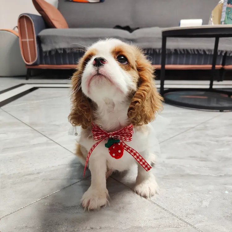 【大洋家】精品查理王小猎犬福利-A16