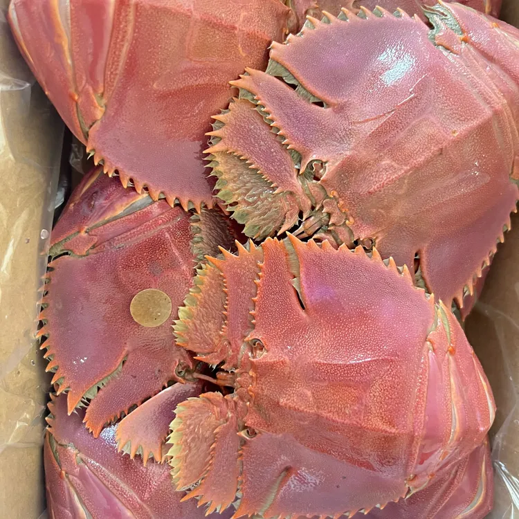 东海琵琶虾九齿扇虾新鲜船冻虾姑特大濑尿虾深海生鲜