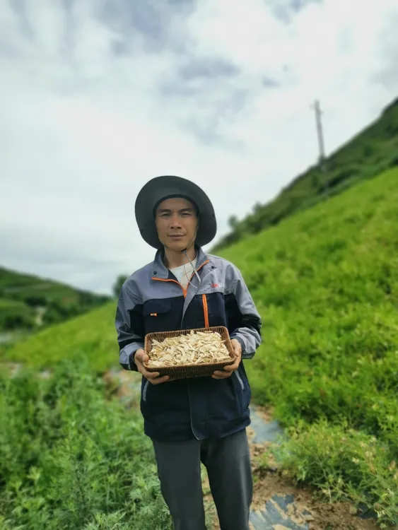 岷县原产地斜切片干黄芪无硫无漂豆香回甘可泡茶煲汤