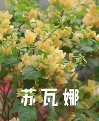苏瓦娜 稀有品种原盆袋苗勤花复花快好养易活三角梅