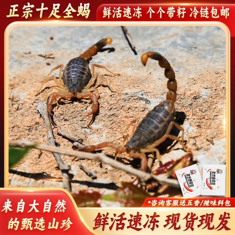 新鲜蝎子带籽正宗十足全蝎活体速冻现货先发个头均高冷链包邮