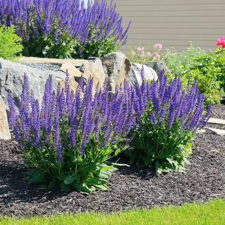 蓝花鼠尾草盆栽带花苞一串蓝花苗薰衣草阳台庭院花镜蓝色景观花卉