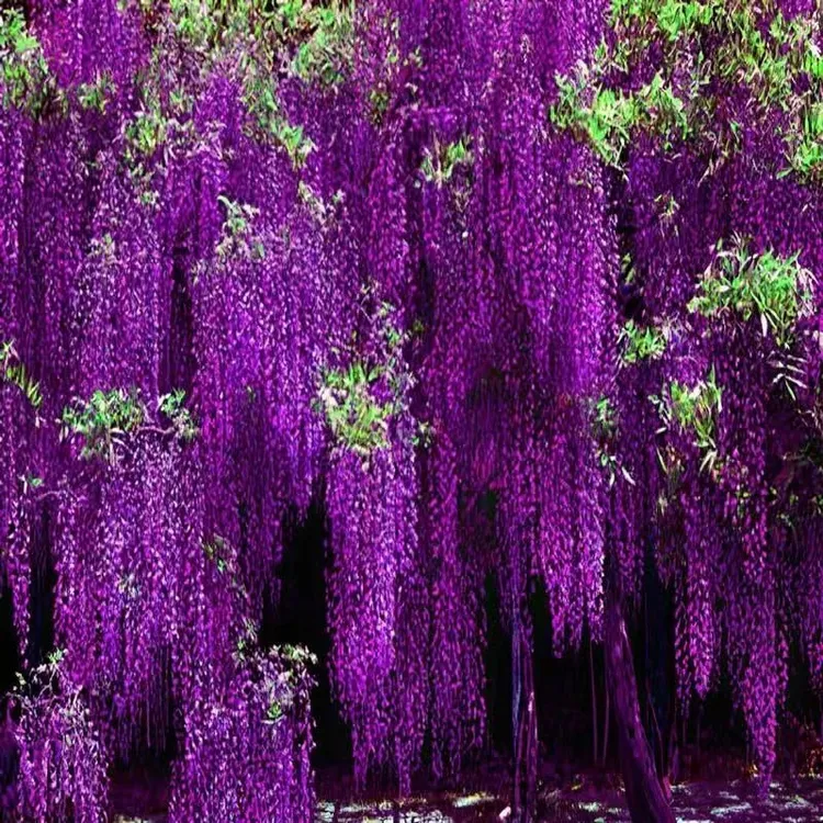 【春播】紫藤花种子爬藤植物庭院围墙四季开花盆栽花种绿植花卉藤蔓