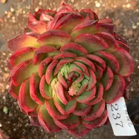 237杂交精品基地10.5厘米