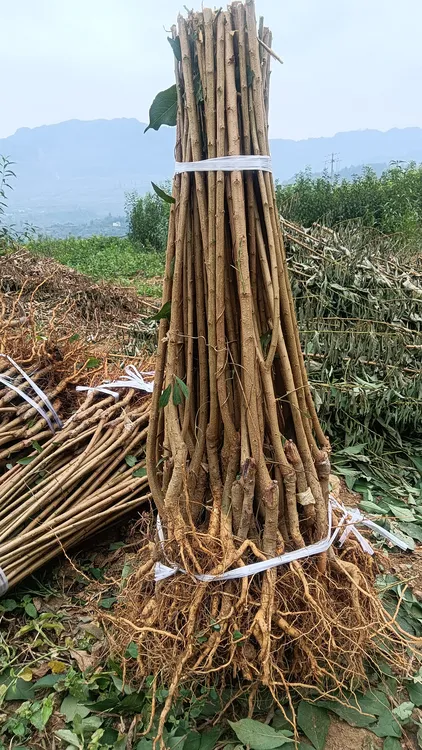 《蜂糖李嫁接苗》一把20棵起0.8到1.5公分左右