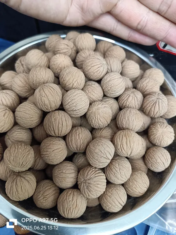 （打孔不打底过筛发货60颗）凤羽猴头散籽原皮原色油性足