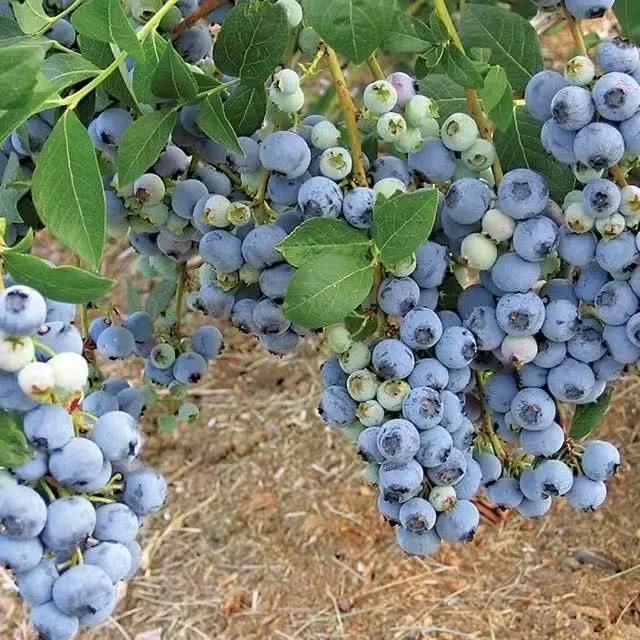 昆明基地花香蓝莓盆栽