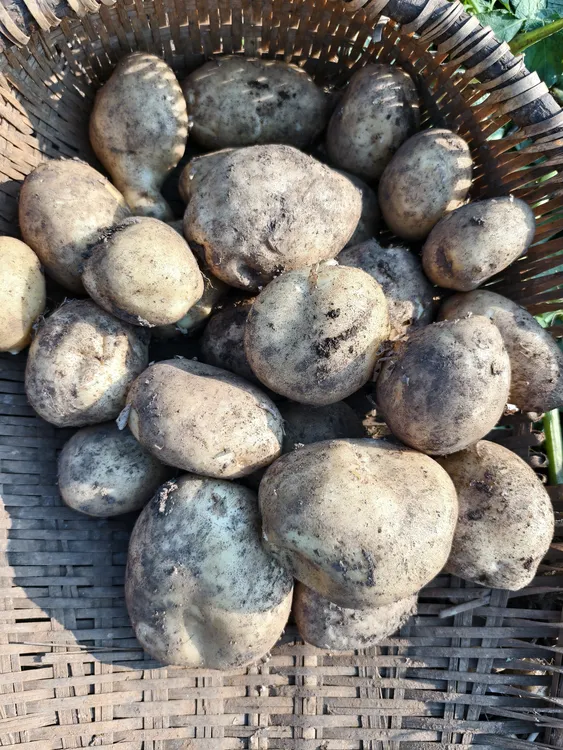 宣威东山凤德农家自种洋芋（土豆又粉又糯）