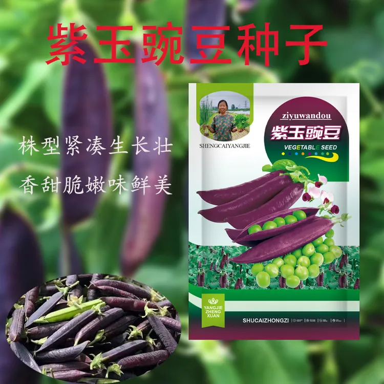 紫玉豌豆种子吃荚甜脆豌豆种子早熟可生吃耐寒豌豆种子