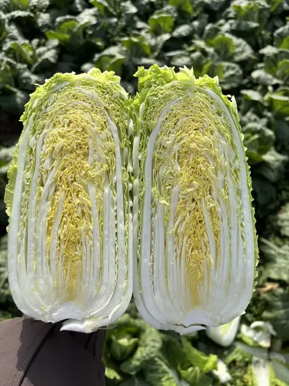 河南露天霜打应季黄心娃娃菜产地现挖现发不泡保鲜剂防腐剂