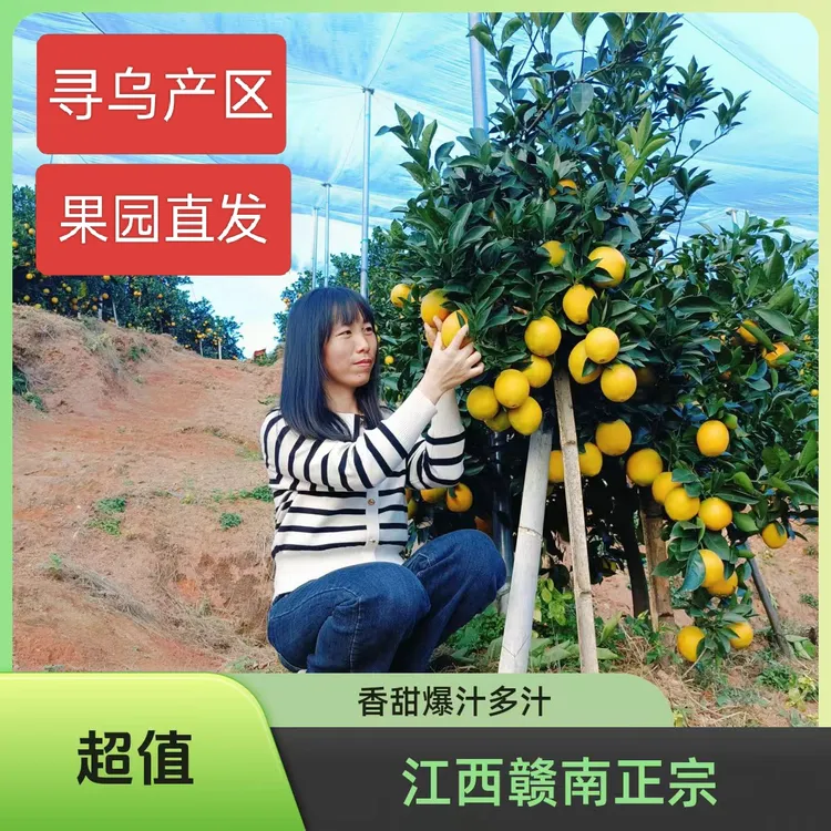 （京东快递）江西寻乌爆甜赣南脐橙现摘应季水果