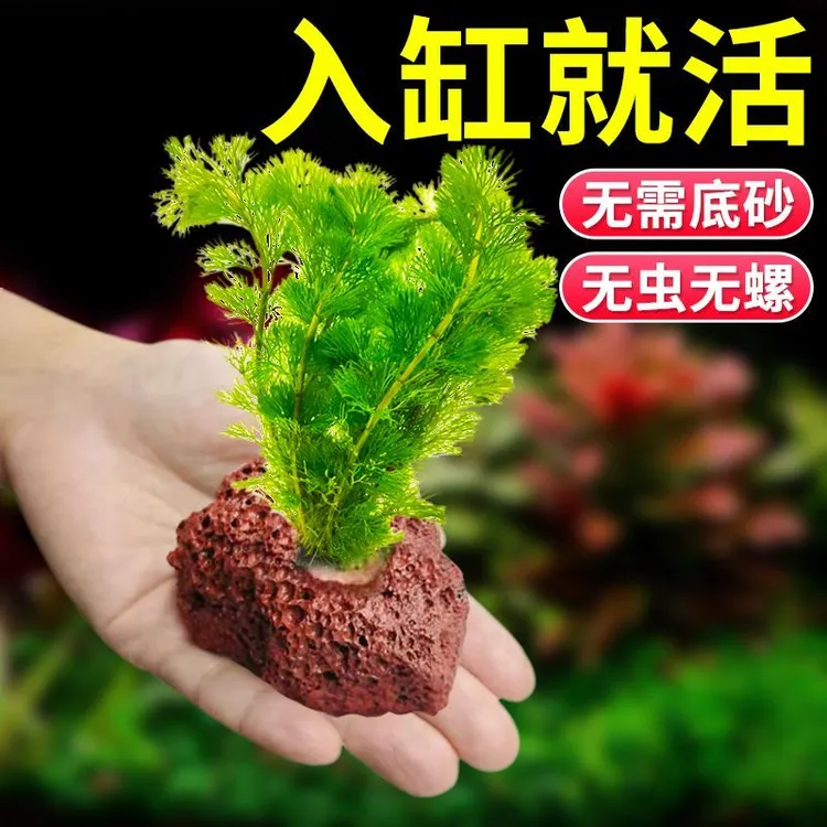 【绿菊】水草活体真植物开花好养鱼缸造景阴性水草淡水增氧