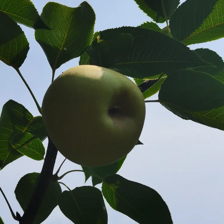 醉美花果乡一一苍溪运山黄金梨
