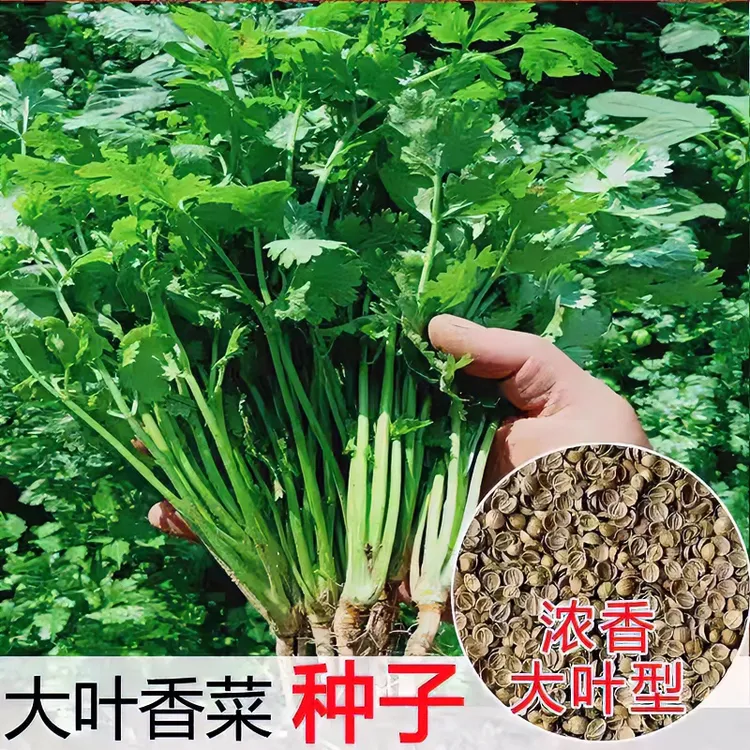 大叶香菜种子四季速生抗热耐寒春秋芫荽种子香菜种子阳台蔬菜种子