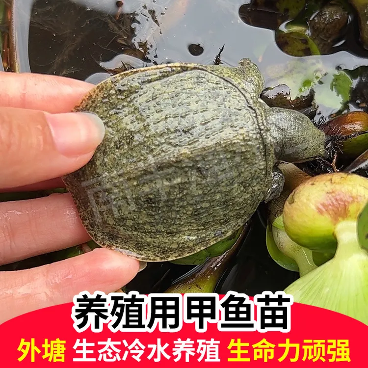 【2025新苗黑花甲鱼】鱼塘水库稻田水鱼团鱼生态养殖场优质小甲鱼