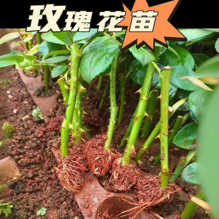 玫瑰花苗庭院花卉盆栽四季开花大花月季花耐寒耐热扦插月季花树苗