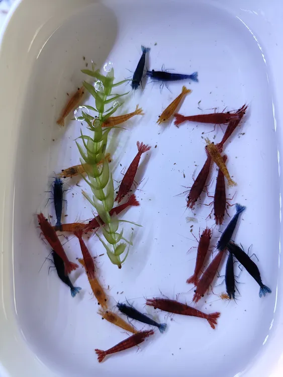 淡水观赏虾活体好养耐活可除藻清洁适合新手当宠物虾