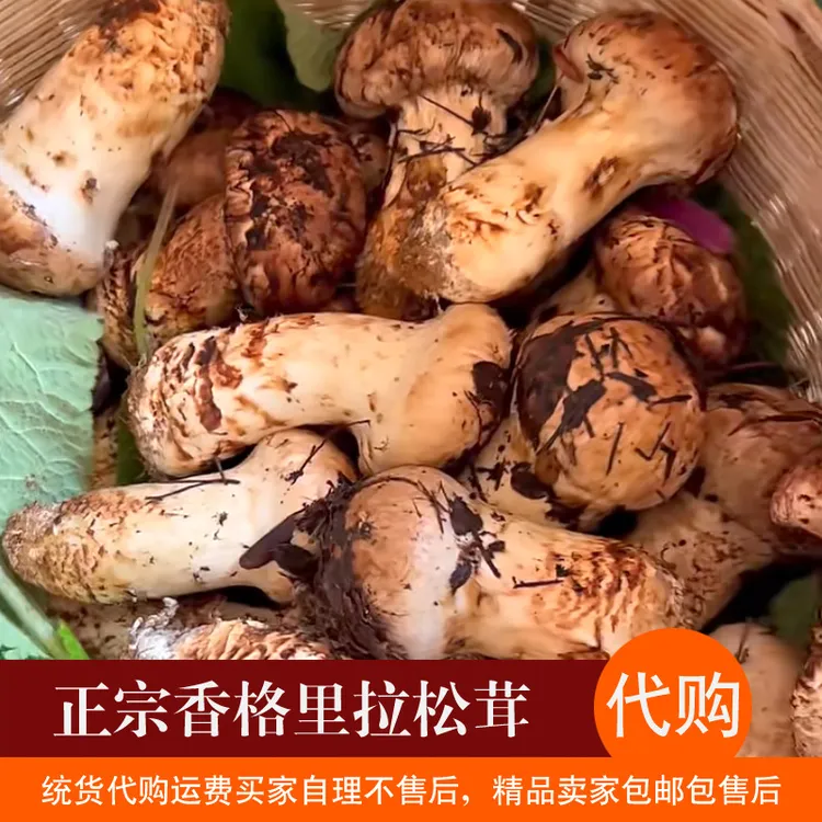 正宗香格里拉新鲜松茸代购统货精品可选代购无售后介意者勿拍细看