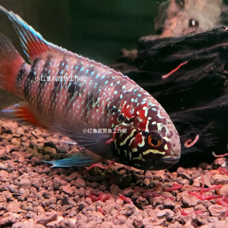 南美短鲷，龙纹短鲷，圣加百列龙纹短鲷，短鲷之王，热带活体观赏鱼