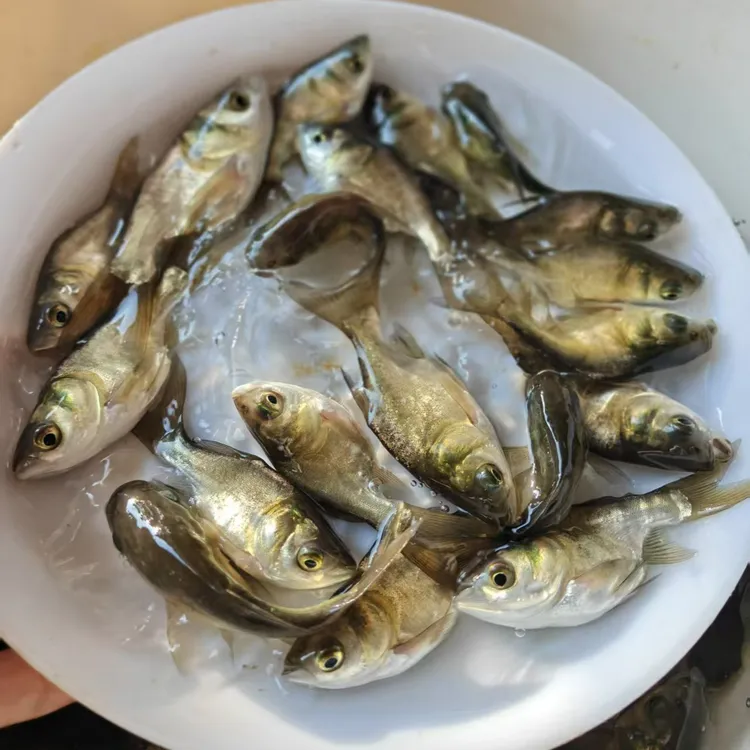 缩骨大头鱼缩骨花鲢鱼缩骨胖头鱼 宠物水族鱼