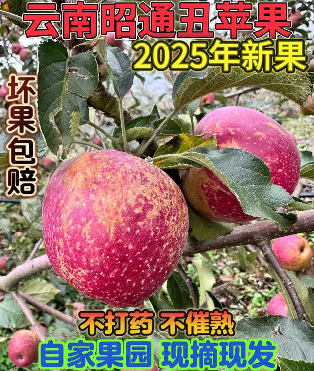 现摘现发云南昭通高原冰糖心丑苹果应季水果脆甜多汁好吃5斤