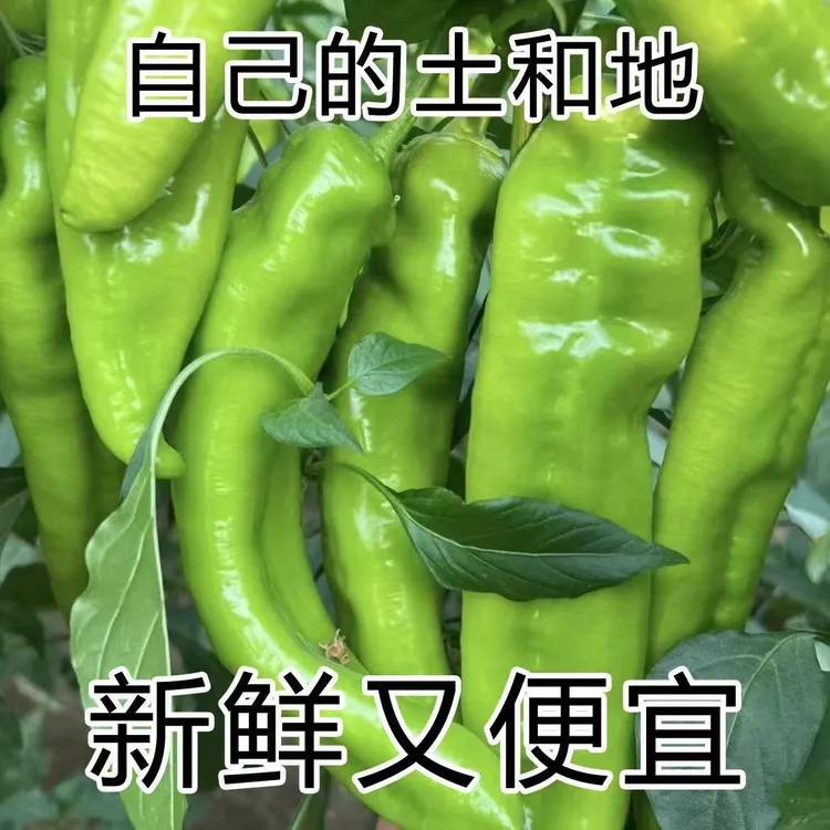 河南周口本地辣椒当天新鲜现摘薄皮青辣椒特辣青皮长辣椒皮薄肉厚