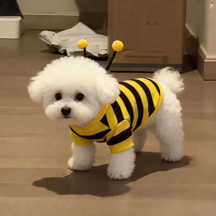 狗狗衣服秋冬款蜜蜂装小比熊柯基泰迪贵宾小型犬宠物保暖猫咪卫衣