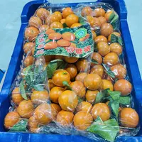【一筐】一级砂糖橘  肉嫩多汁 带筐13.5斤左右   只发山西省内