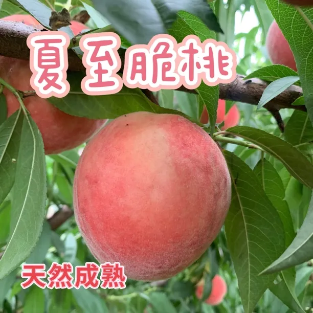现摘新鲜脆甜鲜桃夏至脆桃当季水果顺丰包邮